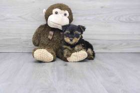Yorkie