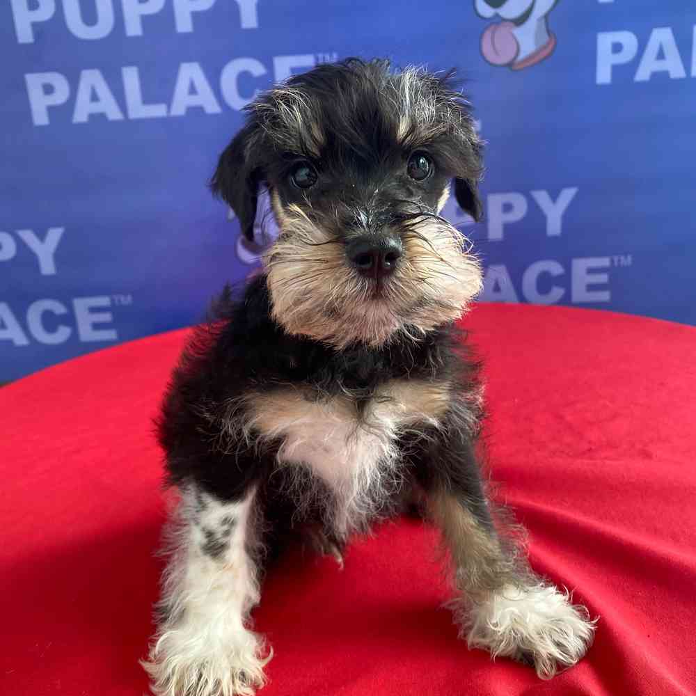 Image of a pet breed in the gallery
