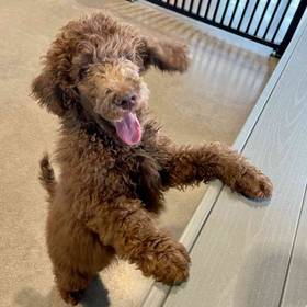 Standard Poodle