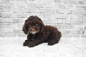 F1B Cockapoo