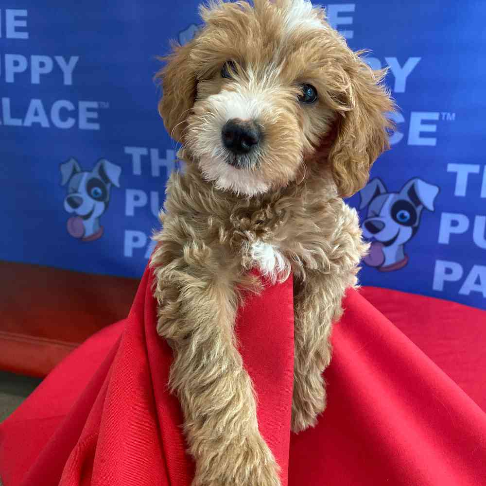 carousel pet images