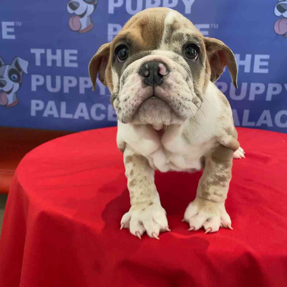 carousel pet images
