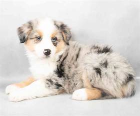 Australian Shepherd