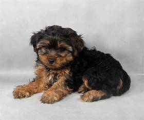 Yorkie