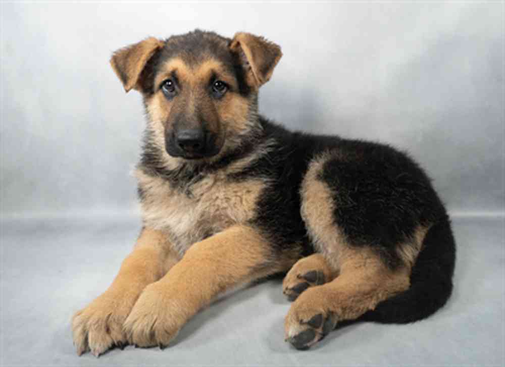 Image of a pet breed in the gallery