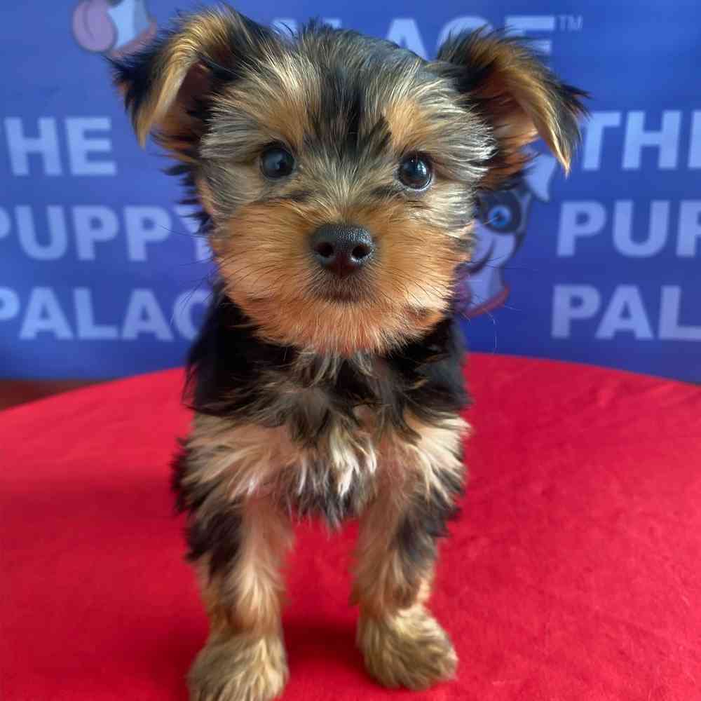 Image of a pet breed in the gallery