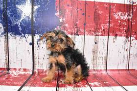 Yorkie