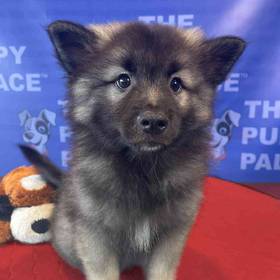 Keeshond