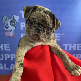 Pug