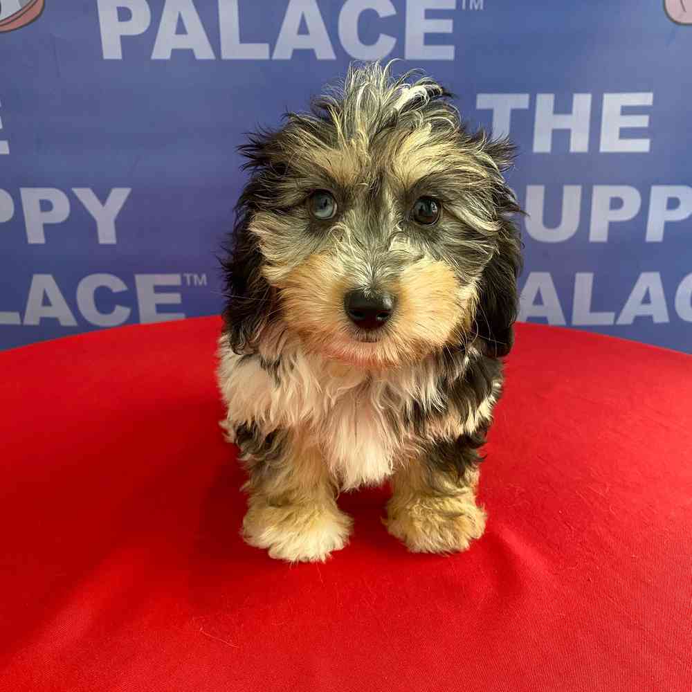 carousel pet images