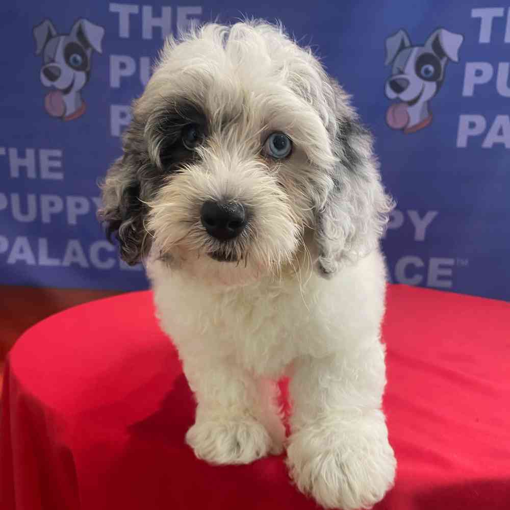 carousel pet images