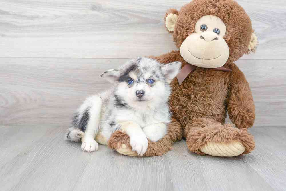 carousel pet images