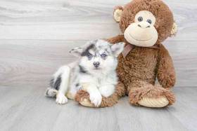 Pomsky