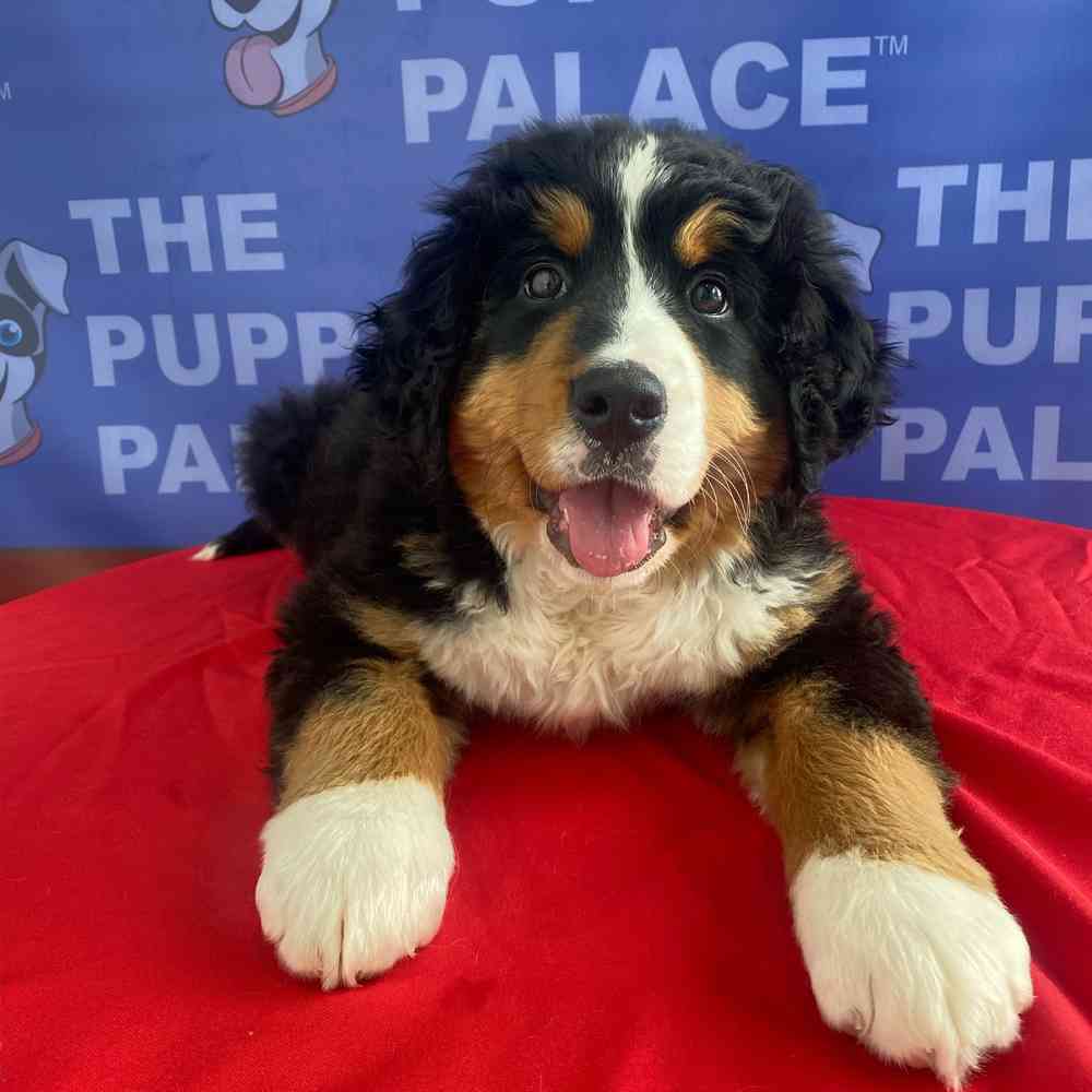carousel pet images