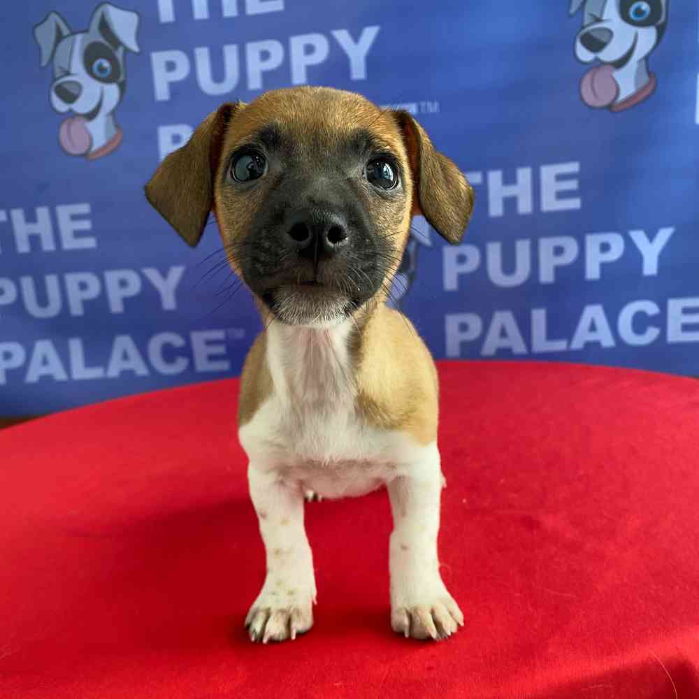 Image of a pet breed in the gallery