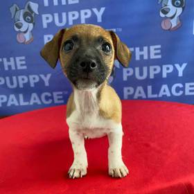 Jack Russell Terrier