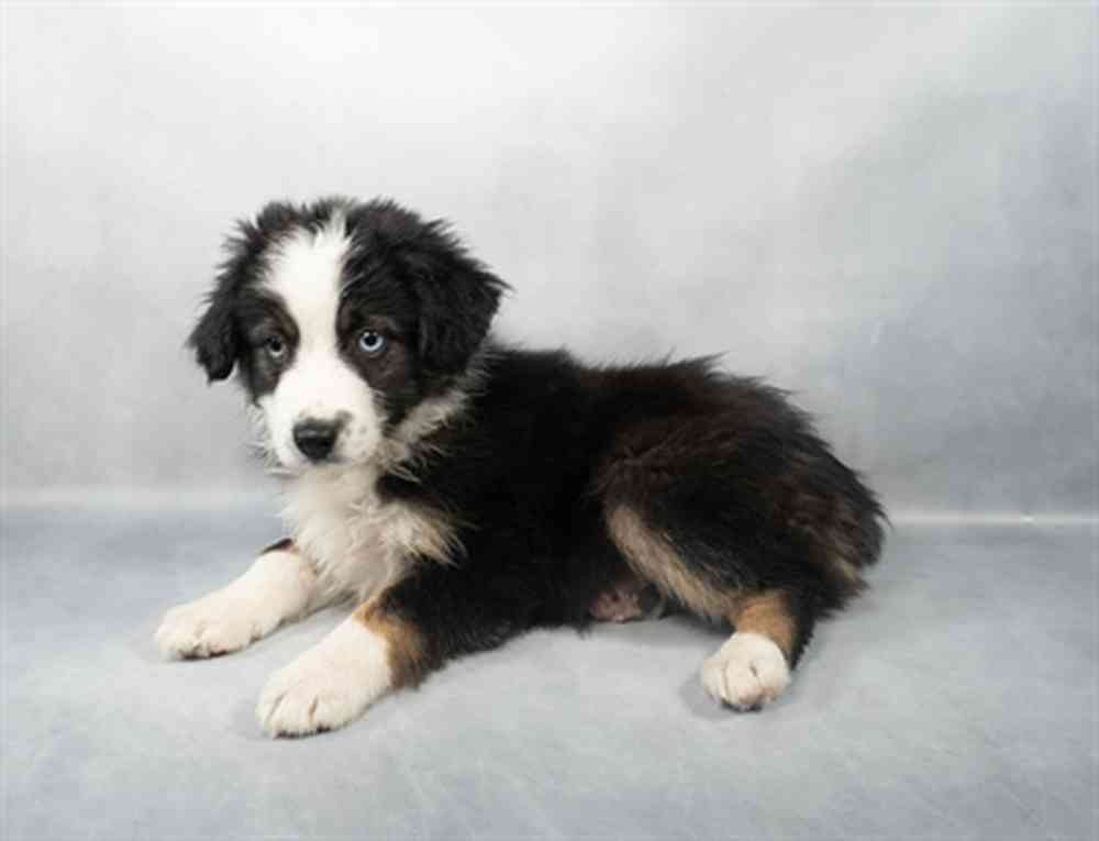 Image of a pet breed in the gallery