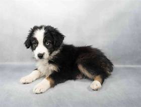 Mini Aussie