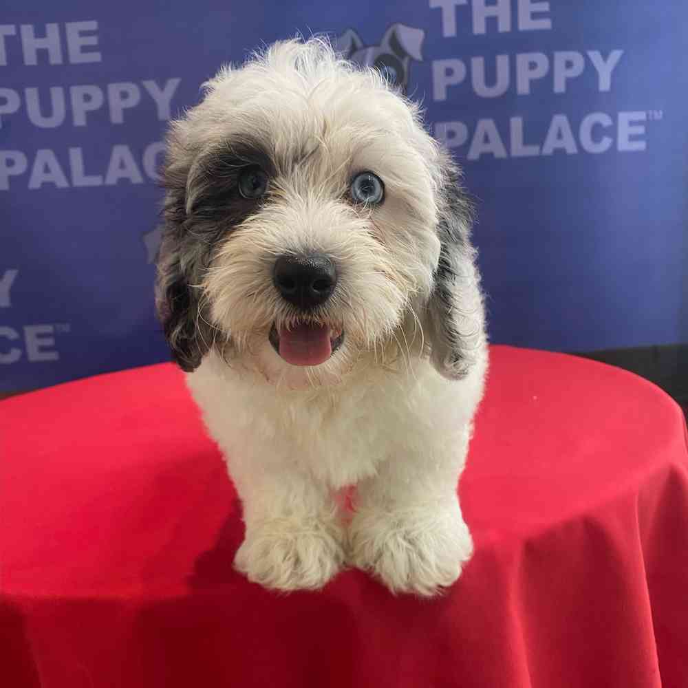 carousel pet images