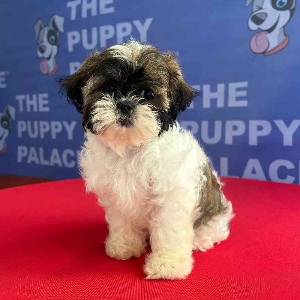 carousel pet images