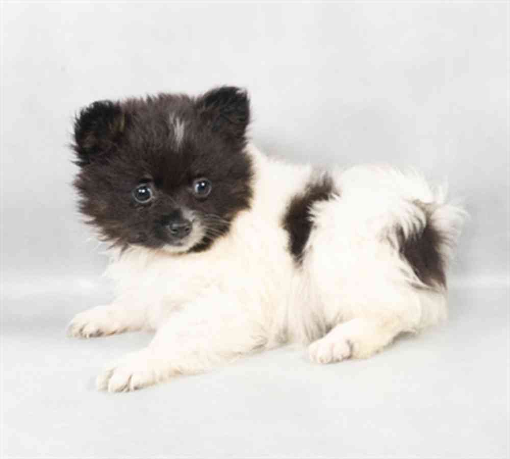Image of a pet breed in the gallery
