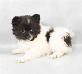 Pomeranian