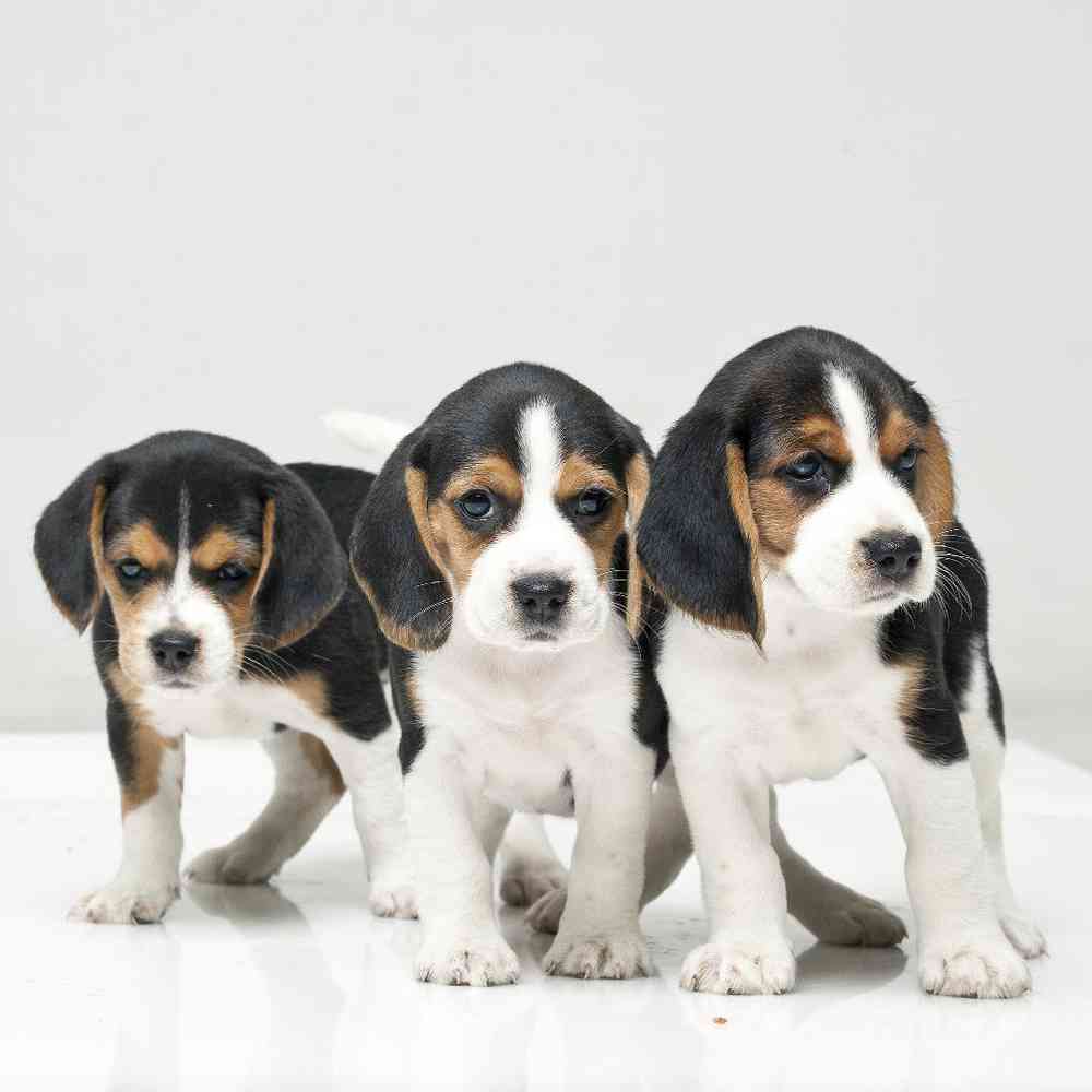 Beagle