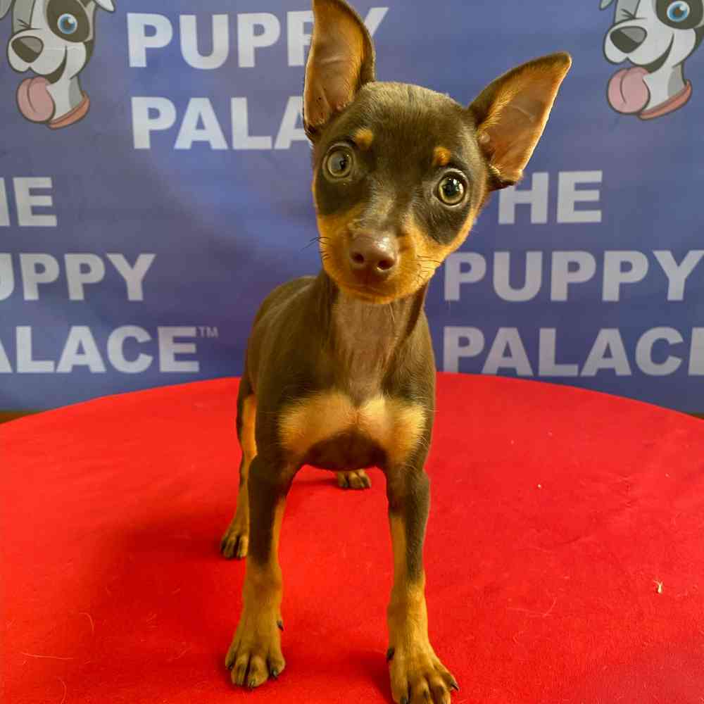 Image of a pet breed in the gallery