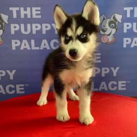 Siberian Husky