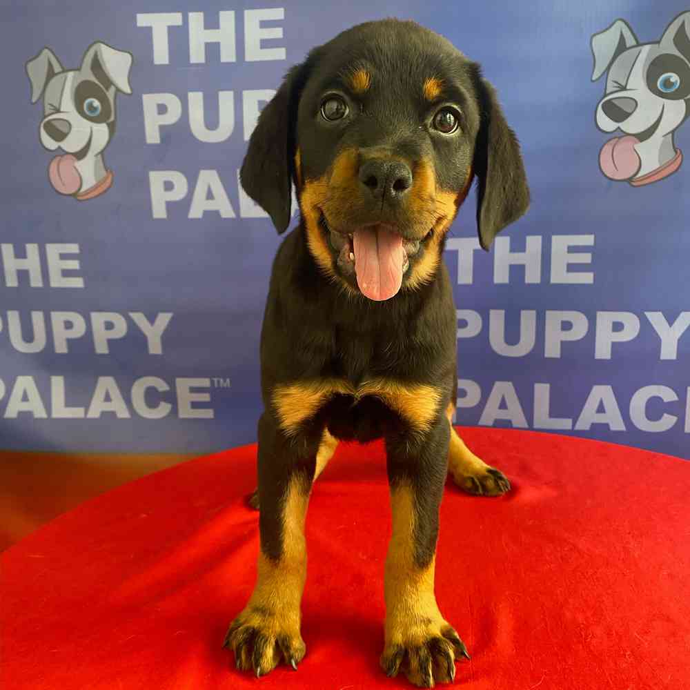 Image of a pet breed in the gallery