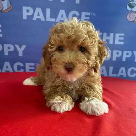 Poodle