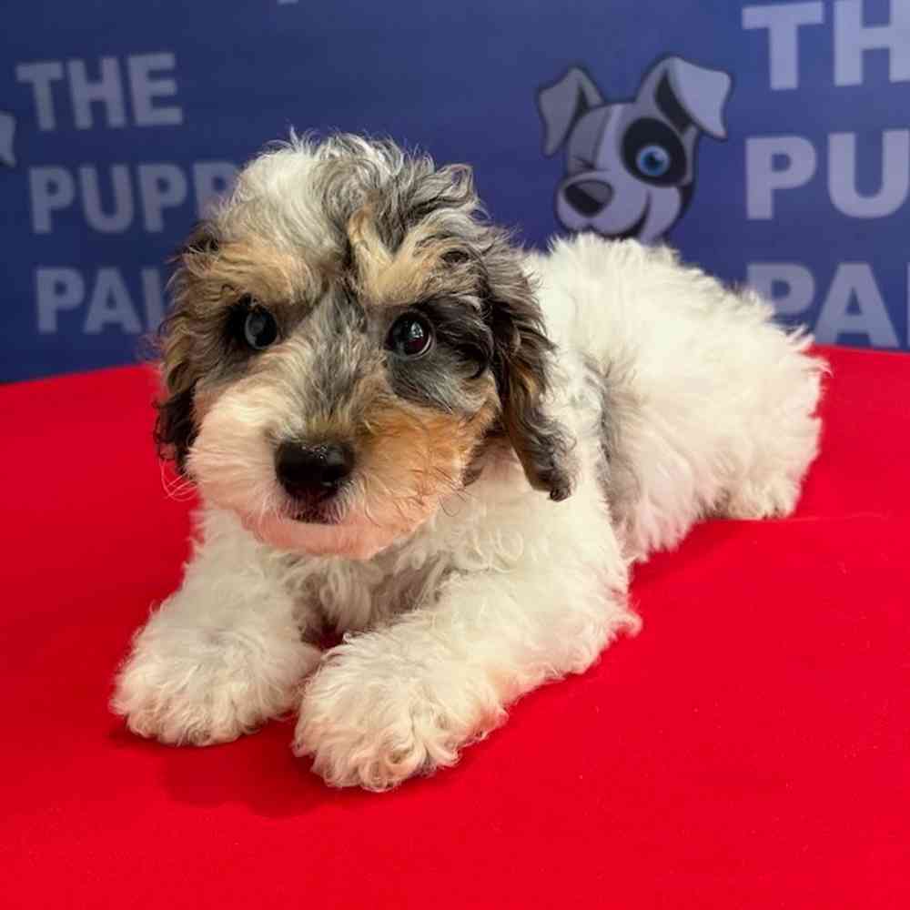carousel pet images