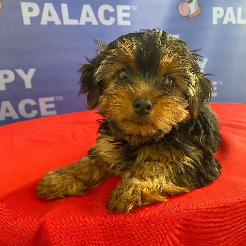 Image of a pet breed in the gallery