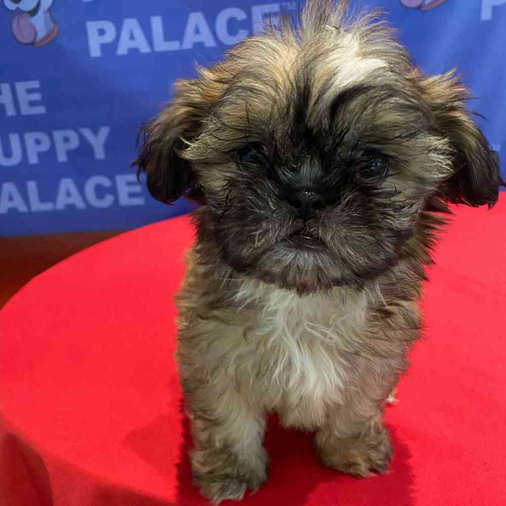 Image of a pet breed in the gallery