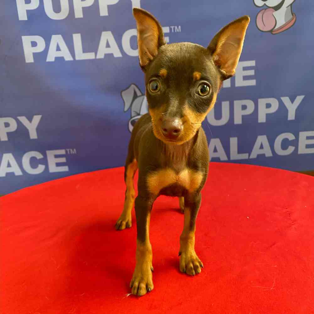 carousel pet images