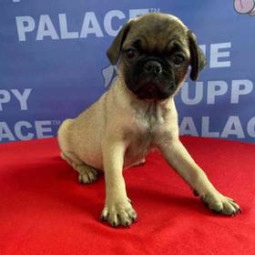 Pug