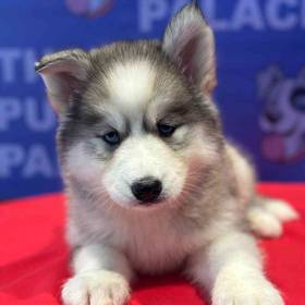 Siberian Husky