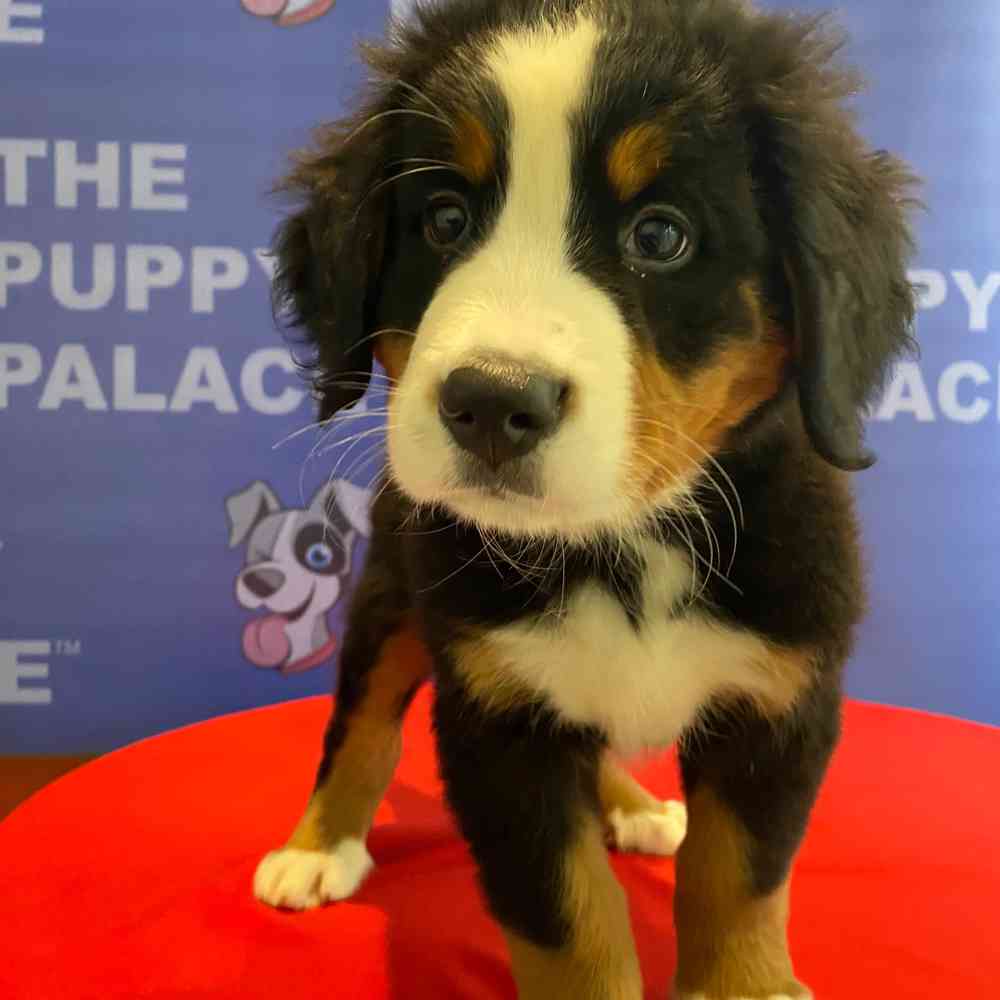 carousel pet images
