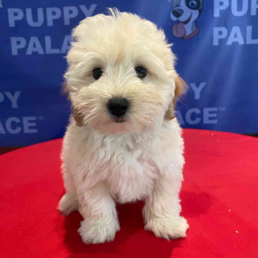 Image of a pet breed in the gallery