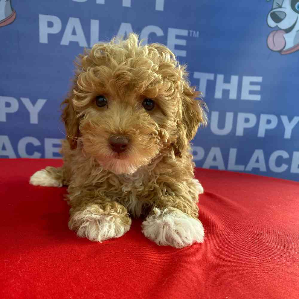 carousel pet images