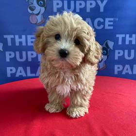 Lhasa-Poo