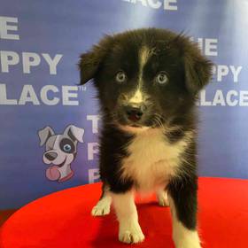 Pomsky