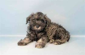 Mini Schnauzer