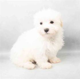 Maltese