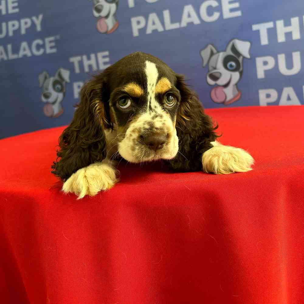 carousel pet images
