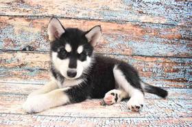 Alaskan Malamute