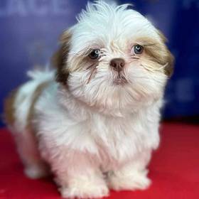 Shih Tzu