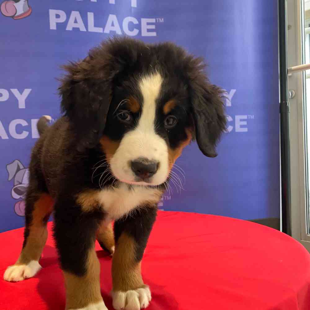 carousel pet images