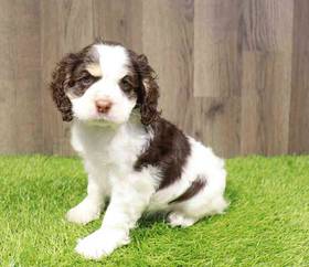 Cocker Spaniel