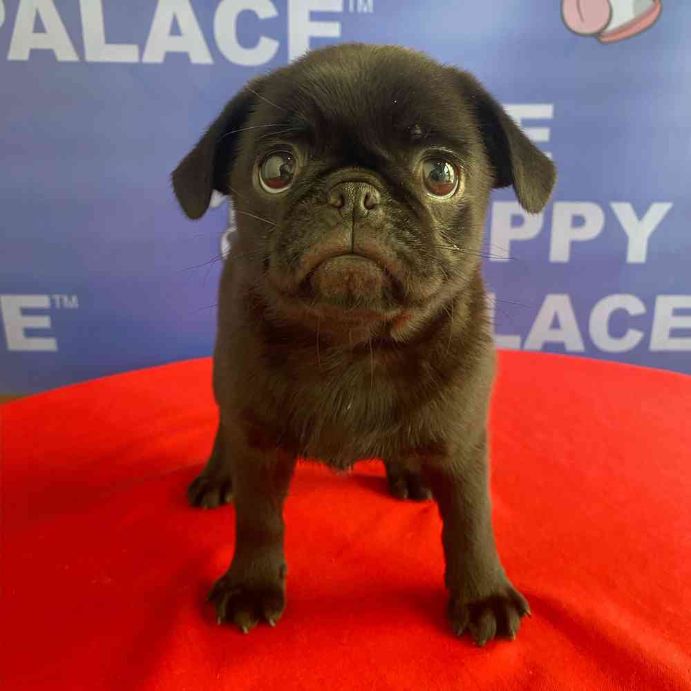 Image of a pet breed in the gallery